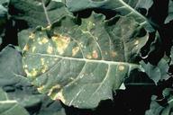 Irregular yellow-brown spots caused by downy mildew, Peronospora parasitica.