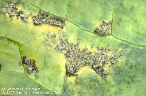 Foliage damaged by downy mildew.