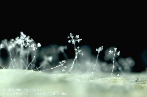 Downy mildew, <i>Peronospora parasitica,</i> sporangia (magnified). The spore-forming bodies of a plant-pathogenic oomycete.