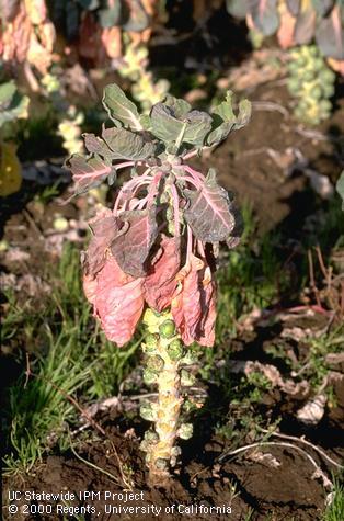 Foliage damaged by Phytophthora crown rot, Phytophthora root rot.