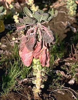 Brussels sprouts infected with Phytophthora