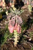 Phytophthora symptoms on Brussels sprouts.