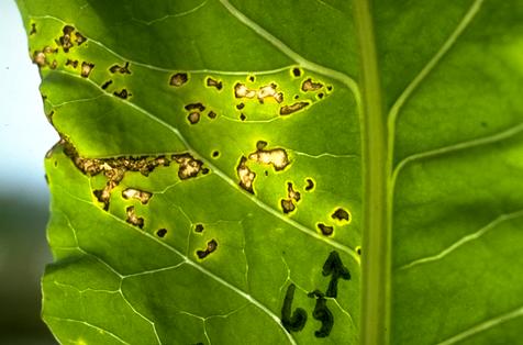 Foliage damaged by bacterial leafspot.