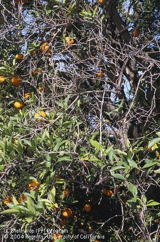 Leafless branches, yellowing leaves, and sparse foliage on a navel orange tree with Phytophthora gummosis, caused by <I>Phytophthora citrophthora.</I>.