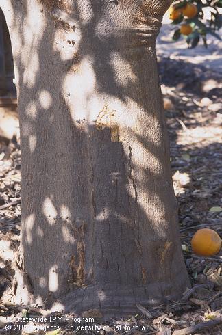 Cracked, dry bark on the basal trunk of a navel orange tree with Phytophthora gummosis, caused by <I>Phytophthora citrophthora.</I>.