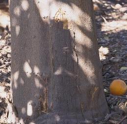 Cracked, dry bark on the basal trunk due to Phytophthora gummosis.