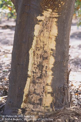 Bark removed to show dry, cankered wood on the basal trunk of a navel orange tree with Phytophthora gummosis, caused by <I>Phytophthora citrophthora.</I>.