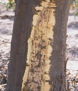 To stop the spread of Phytophthora gummosis, cut off or scrape away diseased bark and create a border or buffer strip of healthy light brown to greenish bark.