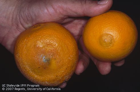 Fruit infected with blue (green) mold, <I>Penicillium</I> sp. Sunken, water-soaked fruit rot decay and fungal mycelia and spores on navel orange.