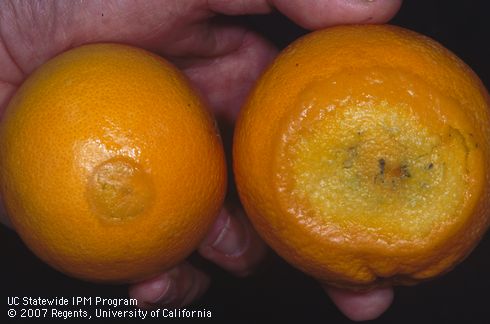 Blue and green mold infections first appear as circular, soft, water-soaked lesions called clear rot. Credit: David Rosen Damaged citrus culled at the packinghouse held in hand Tulare Co. Credit: David Rosen