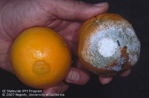 Fruit infected with blue (green) mold, <I>Penicillium</I> sp. Sunken, water-soaked fruit rot decay and fungal mycelia and spores on navel oranges.