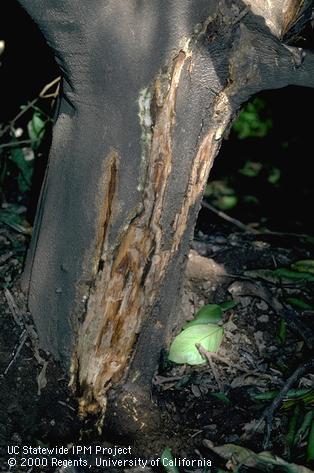 Trunk damaged by Phytophthora gummosis.