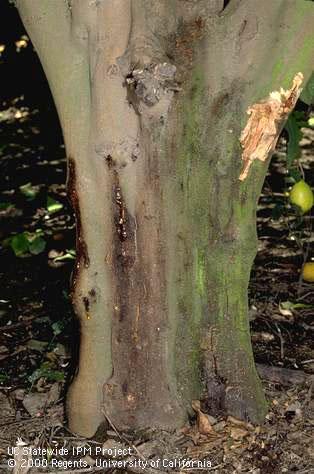 Trunk damaged by Phytophthora gummosis.