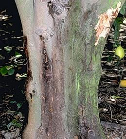 Bleeding from the lower trunk due to Phytophthora gummosis.