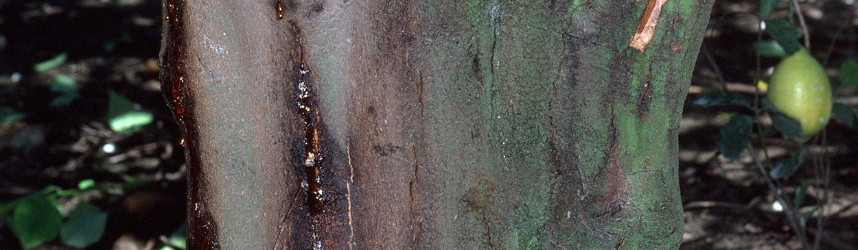 Sap oozing from trunk lesions is a symptom of Phytophthora gummosis.