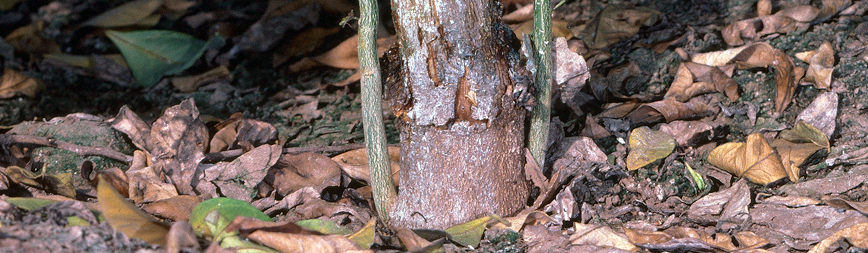 Damaged trunk showing cracked, sloughed off bark with oozing sap.