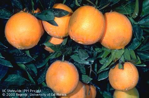 Brown, water-soaked lesions in orange rinds due to an early stage of brown rot, <i>Phytophthora</i> spp.