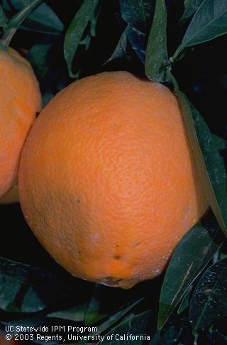 Orange fruit with a brown rot lesion caused by <I>Phytophthora</I> sp.