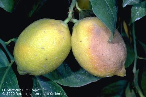 Dark lesion in a lemon rind (right) due to brown rot, <i>Phytophthora</i> spp.