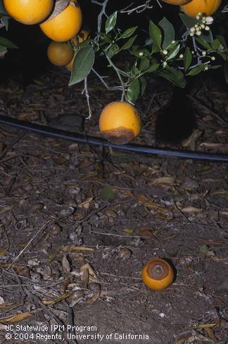 Naval orange with dark, water-soaked lesion, a symptom of brown rot, caused by <I>Phytophthora</I> sp. 