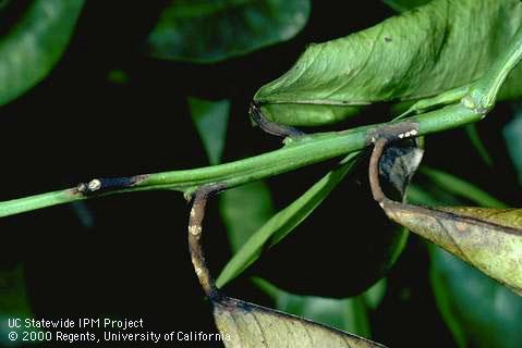 Black lesions on leaf axils and petioles caused by citrus blast.