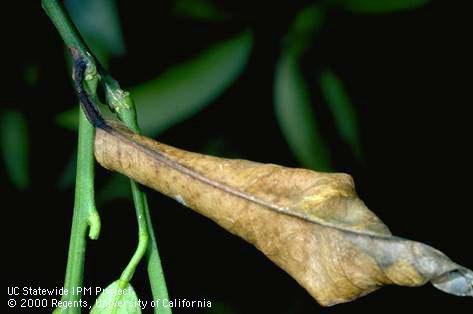 Brown citrus leaf with a black petiole killed by bacterial blast, or citrus blast, <i>Pseudomonas syringae</i>.