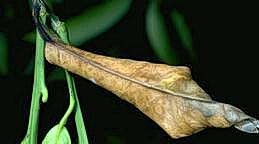 Citrus leaf with a black petiole killed by bacterial blast.