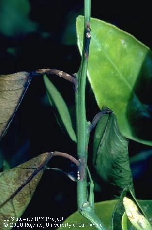 Black lesions in the leaf petiole that spread into the leaf axil on citrus due to bacterial blast, or citrus blast, <i>Pseudomonas syringae</i>.