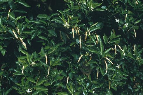 Curled, dead leaves on the tree due to bacterial blast, citrus blast, or black pit caused by <I>Pseudomonas syringae</I> .