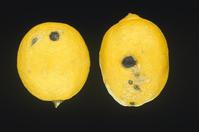 Bacterial blast damage to citrus tree