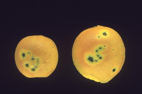 Black, dead spots on navel orange fruit due to bacterial blast, citrus blast, or black pit caused by <I>Pseudomonas syringae.</I> .