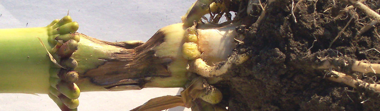 Dried out, sunken, and brown corn stem due to Pythium stalk rot, <i>Pythium aphanidermatum</i>.