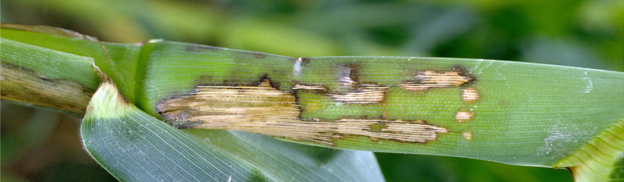 Bacterial soft rot, caused by <i>Pectobacterium</i> (=<i>Erwinia</i>) spp., on the leaf sheath of a corn stalk.