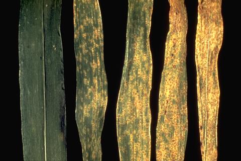 Rust pustules on corn leaves.