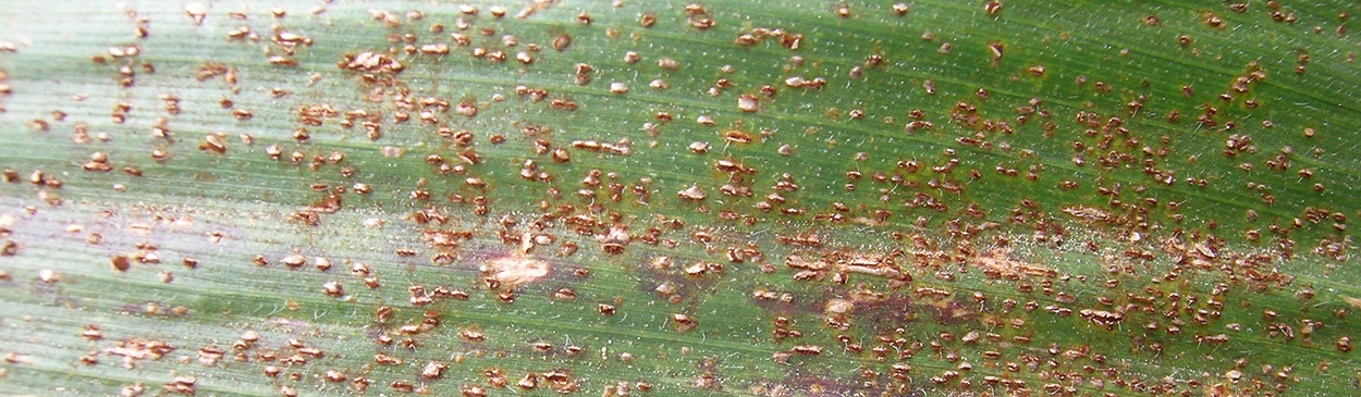 Small cinnamon-brown pustules covering surface of corn leaf, caused by common corn rust, Puccinia sorghi.