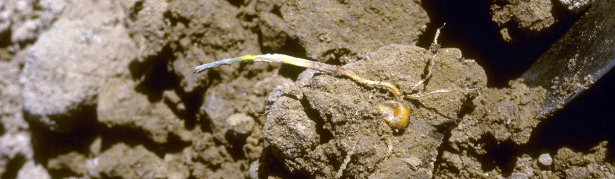 Corn seedling showing symptoms of seedling blight, caused by <i>Pythium</i> sp. and/or <i>Penicillium</i> sp.