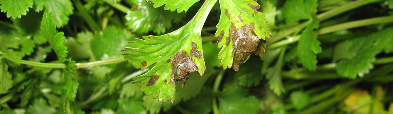 Bacterial leaf spot lesions on cilantro.