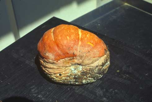 Symptoms on squash fruit caused by <i>Phytophthora capsici</i> include water-soaked areas coated with a white mold and black spores.