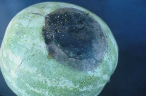 A watermelon fruit infected with <i>Phytophthora capsici</i> showing a brown, soft sunken lesion with a dark center.