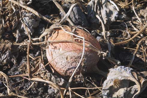 A pumpkin fruit infected with <i>Phytophthora capsici</i> showing a lesion with downy growth.