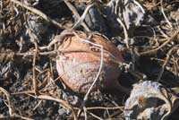 A pumpkin fruit infected with Phytophthora capsici showing a lesion with downy growth.