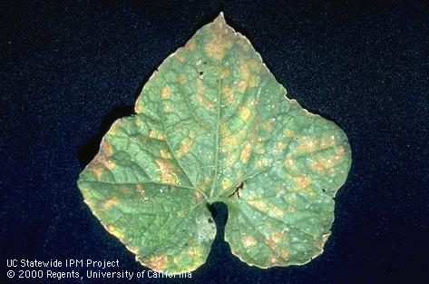 Downy mildew on a cantaloupe leaf.