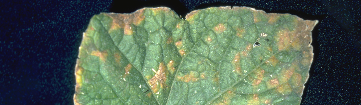 Downy mildew on cucurbits, caused by Pseudoperonospora cubensis, appears as pale green to yellow angular spots.