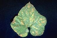 Downy mildew on cucurbits, caused by Pseudoperonospora cubensis, appears as pale green to yellow angular spots.