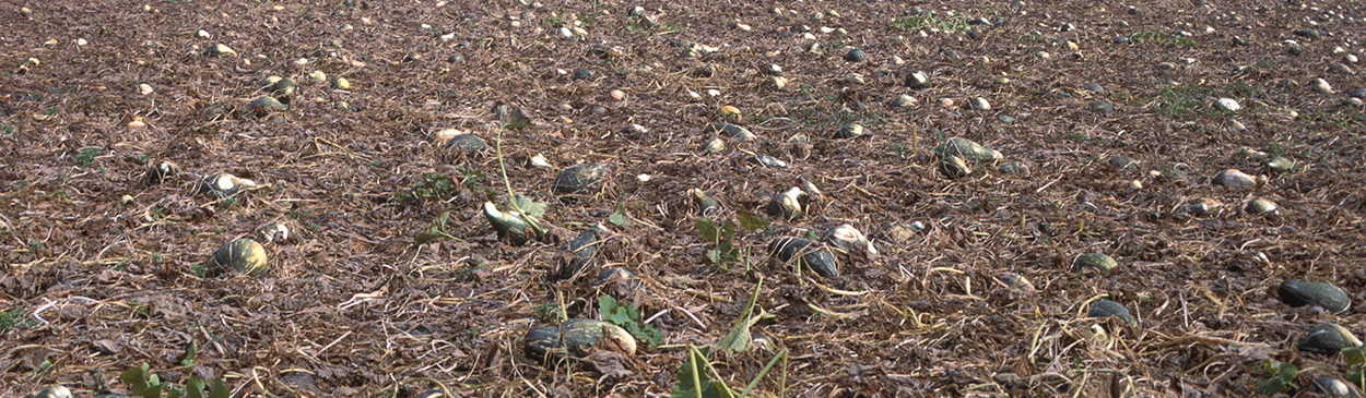 Plants with Phytophthora root rot wilt and die within a few days of infection.