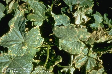 Spotting and discoloration of cucumber leaves caused by Pseudomonas.