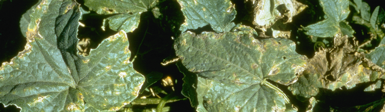 Spotting and discoloration of cucumber leaves caused by Pseudomonas.