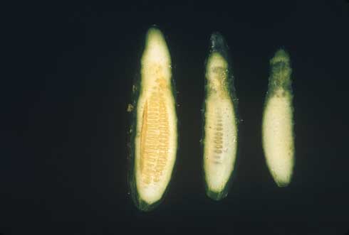 Discoloration of cucumber flesh found below surface lesions is a symptom of angular leaf spot caused by <i>Pseudomonas syringae.</i>.