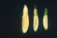 Discoloration of cucumber flesh found below surface lesions is a symptom of angular leaf spot caused by Pseudomonas syringae.