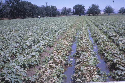 A cucumber field severely affected by angular leaf spot caused by <i>Pseudomonas syringae.</i>.